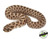 western-hognose-snake-for-sale.jpg