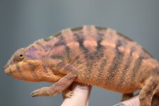 GaryLazereyesxTwinksJrFemale5.1.3.jpg