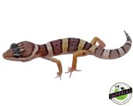 leopard-gecko-for-sale.jpg