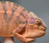 GaryLazerEyesxTwinksJrFemale5.1.jpg