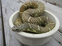 04 Brooks Kingsnake_4721.jpg