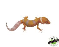 hi-color-leopard-gecko-for-sale_430e57f9-f8e8-41d1-8abd-13f32e2c74bc.jpg