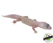 diablo-blanco-baby-leopard-geckos-for-sale._24943602-86f9-4560-b3e0-40e89064ff75.jpg