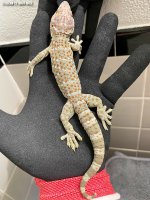 tokay male Tank A Nov 2021 (1).jpg