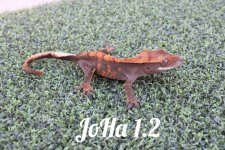 JoHa 1.2.jpg