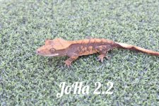 JoHa 2.2.jpg