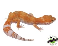 og-sunglow-adult.jpg