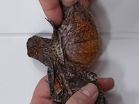 IMG_20220308_124647213.jpg