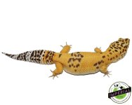 giant-tremper-leopard-geckos-female-for-sale.jpg