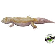 tremper-white-and-yellow-leopard-geckos-for-sale.jpg