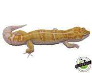 tangerine-tremper-white-and-yellow-leopard-geckos-female-for-sale.jpg