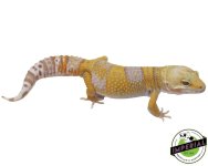 rainwater-ph-bae-leopard-geckos-for-sale.jpg