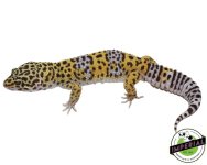 ph-rainwater-bae-leopard-gecko-for-sale.jpg