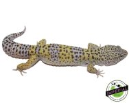 het-rainwater-bae-leopard-gecko-for-sale.jpg