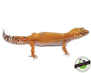 tangerine-tremper-leopard-gecko.jpg