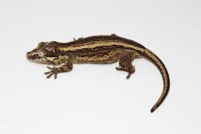 Stripe_Gargoyle-4.jpg