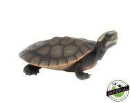 pinkbelly-sideneck-turtle-for-sale.jpg