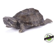 musk-turtle-for-sale.jpg