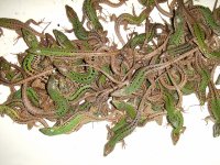 DSCF8085.jpg