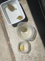 Group Turtles.jpg