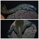 blue1.jpg