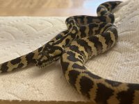 Python 1.jpg