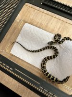 Python 2.jpg