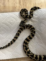Python 3.jpg