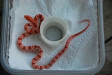 DSC_0494.jpg