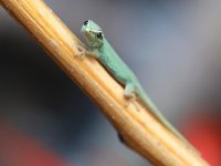 geckos3.254.jpg