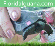 FITB-Kingsnake-Ad-300x250.gif