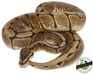 spider-adult-ball-pythons-for-sale.jpg