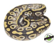 mojave-ball-python-for-sale.jpg