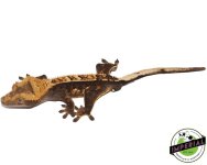premium-crested-gecko-adult-for-sale.jpg