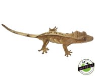 high-quality-crested-gecko-adult-for-sale.jpg