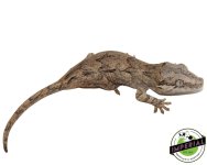 gargoyle-gecko-for-sale.jpg