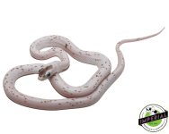 palmetto-corn-snake-for-sale.jpg