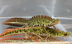 pigmypair.JPG