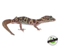 texas-banded-geckos-for-sale.jpg