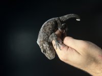 IMG_6800.jpg