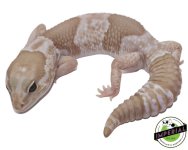 aft-snow-African-Fat-Tail-Gecko-For-Sale.jpg