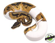 medium-white-pied-ball-python-for-sale.jpg