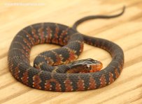 02 Florida Water Snake_8254.jpg