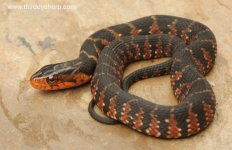 07 Florida Water Snake_8257.jpg