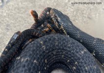 01 Florida Water Snakes_7185.jpg