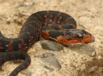 16 Florida Water Snake_8264.jpg