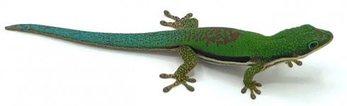 lineddaygecko.jpg