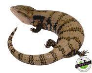 merauke-blue-tongue-skinks-for-sale.jpg