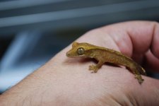 DSC_0114.jpg