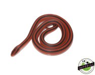thai-bamboo-rat-snakes-for-sale.jpg